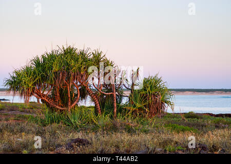 Screwpine (Pandanus tectorius) bei Sonnenuntergang, Nahen Lagune, Cape Leveque, Dampier Halbinsel Western Australia Stockfoto