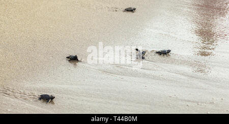Geschlüpften Baby-schildkröten, Wandern auf Sand, die versuchen, in das Meer, den Kopf nach Welle gedreht Stockfoto