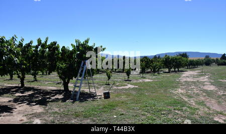 Cherry Tree mit Früchten im Sommergarten. Rote und süße Kirschbäume im Obstgarten - Filiale im Frühsommer. Reifen Kirschen auf der Orchard Baum. Stockfoto