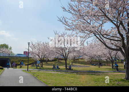 Kashiwa, Chiba, Japan - April 6, 2019: die Menschen genießen den Frühling Kirschblüten Hanami oder wie in einem Park in Kashiwa, Japan bekannt. Stockfoto