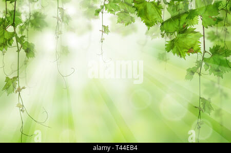 Grüne Blätter mit Sonnenlicht. Morgen Natur bio Concept Stockfoto