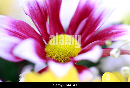 Farbenfrohe Chrysanthemen Blume Makroaufnahme. Chrysantheme gelb, rot, lila Farbe Blume Hintergrund. Stockfoto