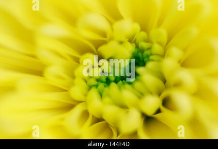 Farbenfrohe Chrysanthemen Blume Makroaufnahme. Chrysantheme gelb, rot, lila Farbe Blume Hintergrund. Stockfoto
