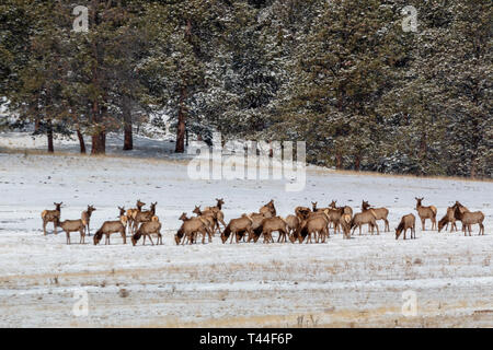 Herde von Rocky Mountain Elk suchen nach Essen in den tiefen Schnee nach einer riesigen Colorado winter storm Stockfoto