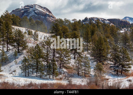 Schönen frischen Schnee decken die Pike National Forest von Colorado im Winter Stockfoto