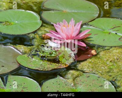 Makro einer kleinen grünen Frosch vor einem Pink Lotus Blume Stockfoto