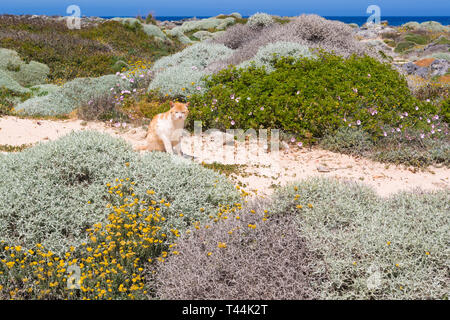 Die Katze sitzt in den Dünen und aalt sich in der Sonne. Stavros Strand auf der Insel Kreta, Griechenland. Stockfoto