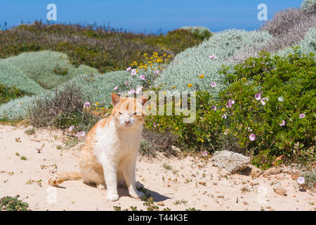 Die Katze sitzt in den Dünen und aalt sich in der Sonne. Stavros Strand auf der Insel Kreta, Griechenland. Stockfoto