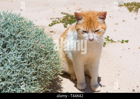 Die Katze sitzt in den Dünen und aalt sich in der Sonne. Stavros Strand auf der Insel Kreta, Griechenland. Stockfoto