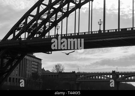 Silhouetten von einem Abschnitt der Tyne und Hohen Brücken und eine fliegende Möwe in Newcastle upon Tyne in Großbritannien Stockfoto