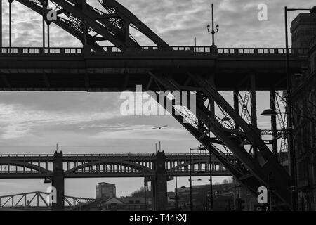 Silhouetten von einem Abschnitt der Tyne und Hohen Brücken und eine fliegende Möwe in Newcastle upon Tyne in Großbritannien Stockfoto