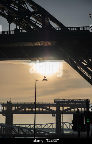 Silhouetten von einem Abschnitt der Tyne und Hohen Brücken und einer Möwe auf einen Laternenpfahl in Newcastle, England Stockfoto