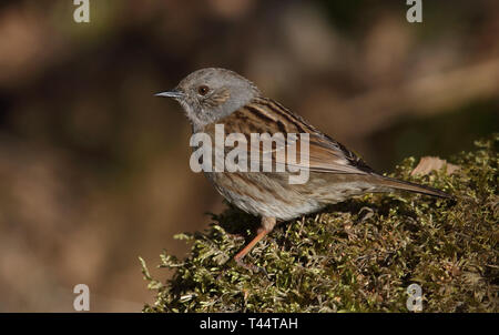 Dunnock (Prunella modularis) steht auf Moos Stockfoto