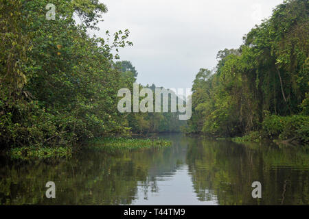 Sungai Menungal Nebenfluss des Kinabatangan River (Sungai Kinabatangan) in der Nähe von Sukau, Sabah (Borneo), Malaysia Stockfoto