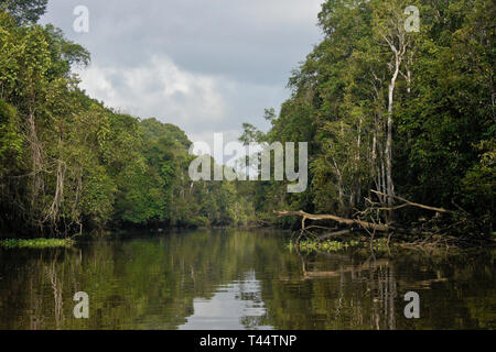 Sungai Menungal Nebenfluss des Kinabatangan River (Sungai Kinabatangan) in der Nähe von Sukau, Sabah (Borneo), Malaysia Stockfoto