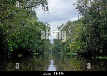 Sungai Menungal Nebenfluss des Kinabatangan River (Sungai Kinabatangan) in der Nähe von Sukau, Sabah (Borneo), Malaysia Stockfoto