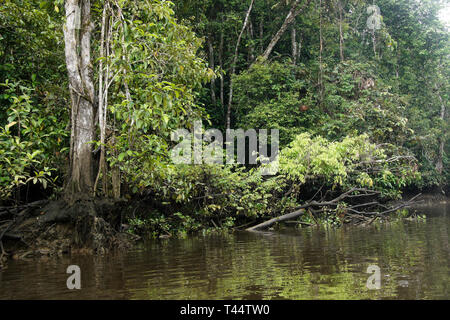 Tropische Vegetation entlang der Bank von Sungai Menungal Nebenfluss des Kinabatangan River (Sungai Kinabatangan) in der Nähe von Sukau, Sabah (Borneo), Malaysia Stockfoto