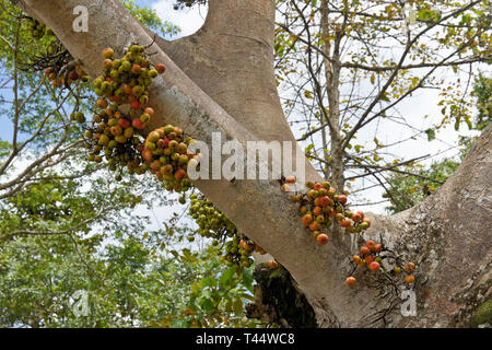 Wilden Feigenbaum (Ficus sp.) mit Obst von Amtsleitung (genannt), cauliflory Kinabatangan Fluss, Sabah, Borneo Stockfoto