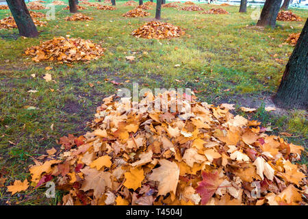 Reinigung im Herbst. Eine Menge Laub in einem großen Haufen gesammelt Stockfoto