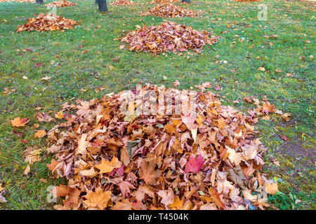 Reinigung im Herbst. Eine Menge Laub in einem großen Haufen gesammelt Stockfoto
