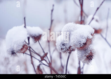 Blume mit den Dornen Klette im Winter unter Schnee Stockfoto