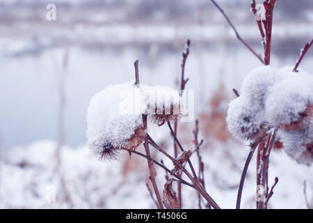 Blume mit den Dornen Klette im Winter unter Schnee Stockfoto