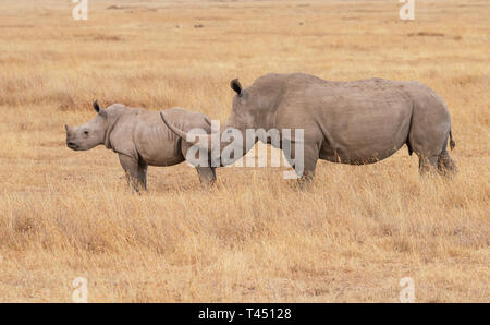 Weiss Nashorn, Mutter und Baby im Profil. Ol Pejeta Conservancy, Kenia, Ostafrika. Beide Köpfe bis in trockenen scrub Gras. Gefährdeten afrikanischen Tiere Stockfoto