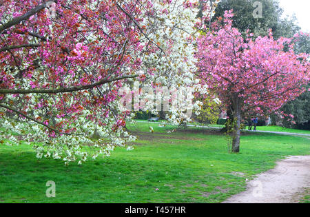 London, Großbritannien. 13 Apr, 2019. Berühmte Kirschblüte Avenue in voller Blüte an der Greenwich Park gesehen. Credit: Keith Mayhew/SOPA Images/ZUMA Draht/Alamy leben Nachrichten Stockfoto