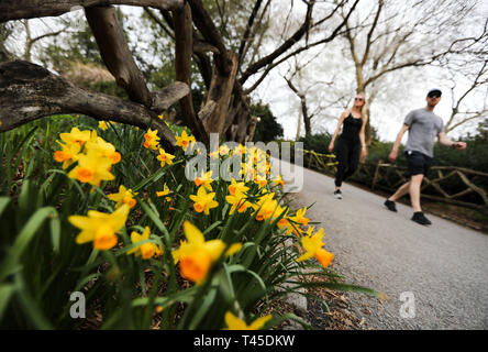 New York, USA. 13 Apr, 2019. Menschen schlendern am Central Park in New York, USA, 13. April 2019. Credit: Wang Ying/Xinhua/Alamy leben Nachrichten Stockfoto