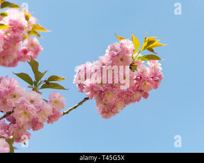 Frühling rosa Blumen auf dem Zweig der blühenden Chinesischen plum gegen den blauen Himmel Stockfoto