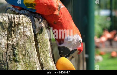 Lebendige Papagei essen eine Orange in Amsterdam Zoo Artis Stockfoto