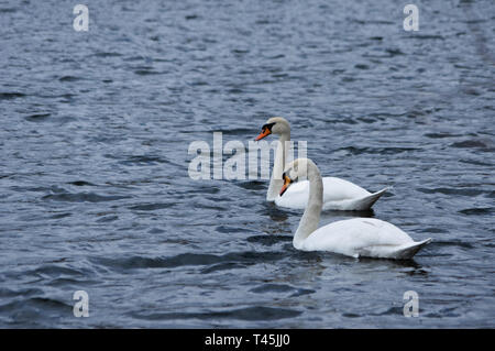 Zwei Schwäne schwimmen in einem See Stockfoto
