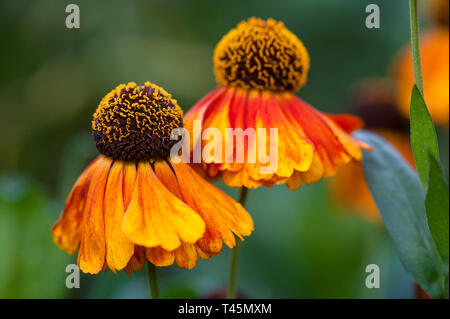 Zwei sneezeweed, Helenium'S ahin Early Flowerer' in Blume Stockfoto