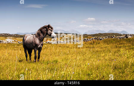 Connemara Pony Zucht in der irischen Landschaft. Eine fügsame, freundliches Pferd das Connemara Pony nach weltweit gesucht wird. Stockfoto