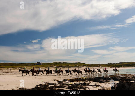 Connemara Pony Zucht in der irischen Landschaft. Eine fügsame, freundliches Pferd das Connemara Pony nach weltweit gesucht wird. Stockfoto