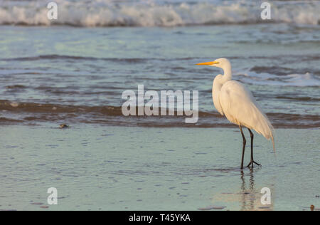 Snowy Silberreiher (Egretta thula) Auf einer Jagd am frühen Morgen in Santa Cruz, Kalifornien, USA. Stockfoto