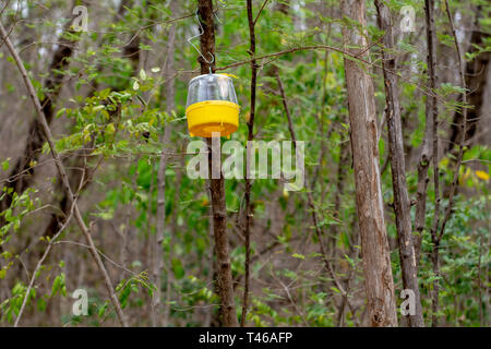 Seite Ansicht von unten ein gelbes Pheromon fly Trap hängen von einem Baum. Stockfoto