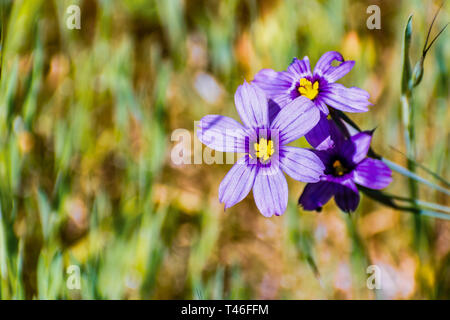 Nahaufnahme des Blue-Eyed Grass (Sisyrinchium bellum) Wildblumen blühen im Frühling, Osten San Francisco Bay Area, Fremont, Kalifornien Stockfoto