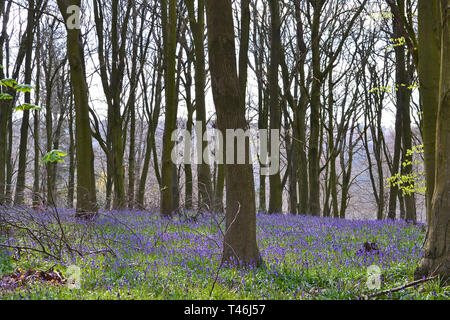 Anfang April bluebells in Meenfield Holz, Shoreham, Kent, England. Thesen waren unter den ersten, die bluebells blühen in SE England 2019 Stockfoto