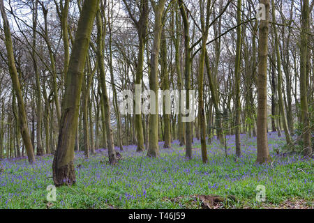 Anfang April bluebells in Meenfield Holz, Shoreham, Kent, England. Thesen waren unter den ersten, die bluebells blühen in SE England 2019 Stockfoto