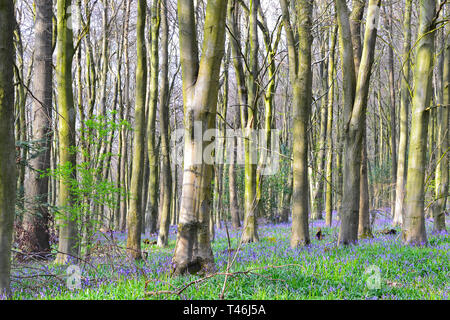 Anfang April bluebells in Meenfield Holz, Shoreham, Kent, England. Thesen waren unter den ersten, die bluebells blühen in SE England 2019 Stockfoto