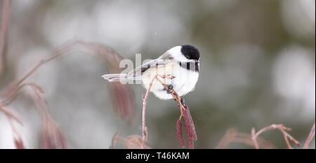 Black-capped chickadee in einen gesprenkelten Erle thront. Stockfoto