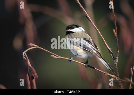 Black-capped chickadee in einen gesprenkelten Erle thront. Stockfoto