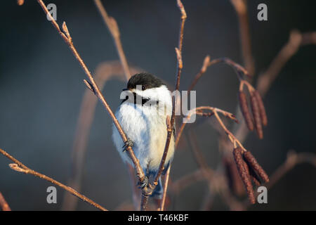 Black-capped chickadee in einen gesprenkelten Erle thront. Stockfoto