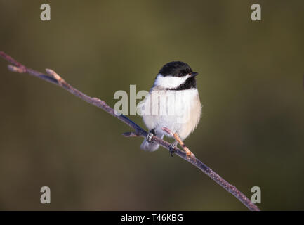 Black-capped chickadee in einen gesprenkelten Erle thront. Stockfoto