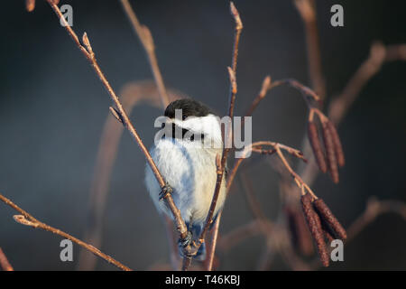 Black-capped chickadee in einen gesprenkelten Erle thront. Stockfoto