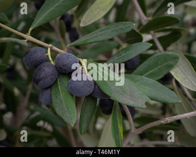 Schwarze Oliven auf dem Zweig Stockfoto