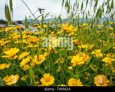 Girlande Chrysantheme daisy gelb blühenden Blumen. Helle Landschaft Hintergrund. Gras wildflower Natur Feld in Israel Höhen. Sonniges Wetter fliegen Stockfoto