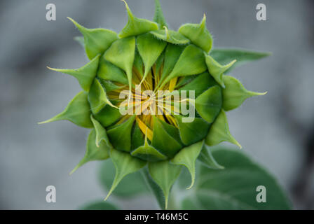 Sonnenblume bud mit winzigen gelben Blütenblättern innen Stockfoto