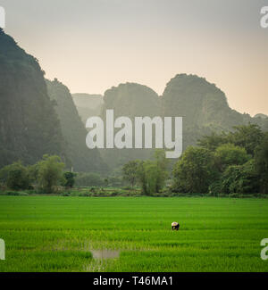 Weibliche Reisbauer mit traditionellen konischen hat in leuchtenden Grün nass Reisfeld mit karst Hügel im Hintergrund, Tam Coc, Ninh Binh, Vietnam Stockfoto